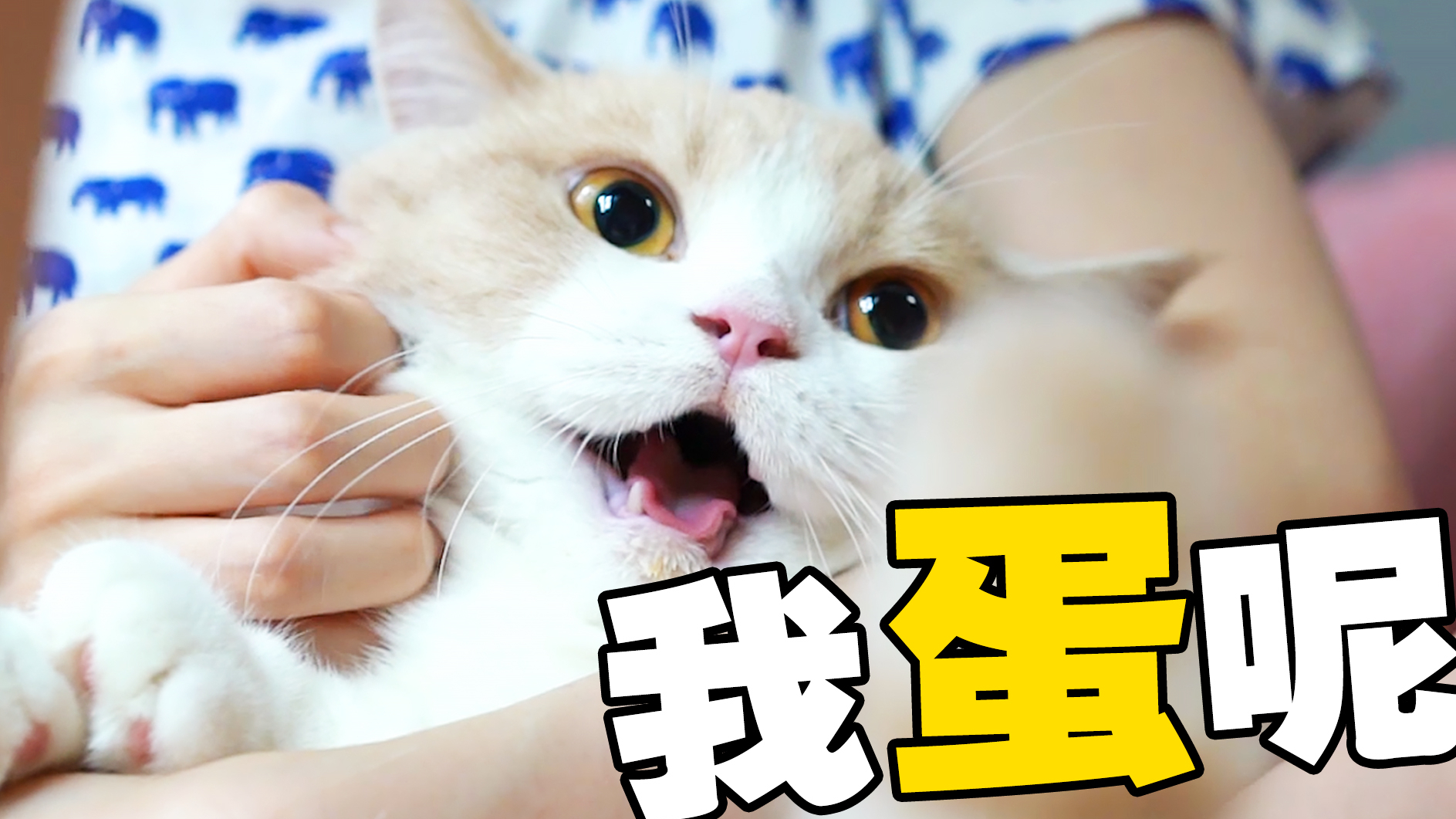 直击猫咪割蛋现场:一代巨蛋陨落!